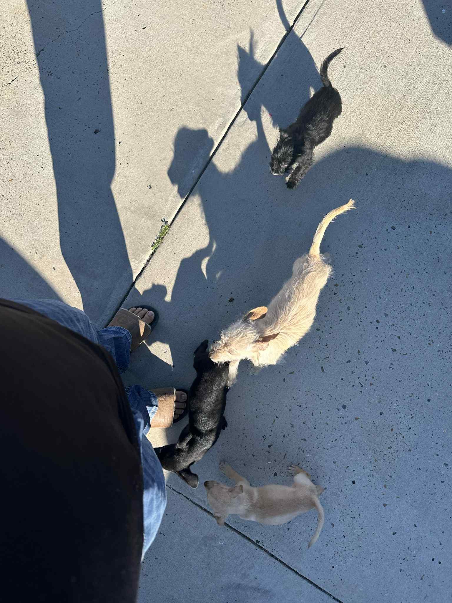 Enlarge Taylor, a Adoptable mixed breed in Warrenton, VA image 2/4