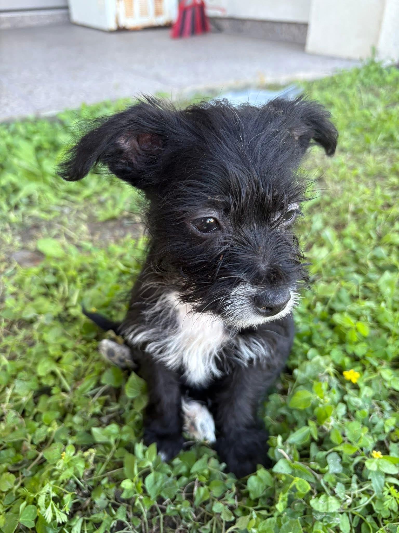 Taylor, Adoptable, Puppy Female Shih Tzu.