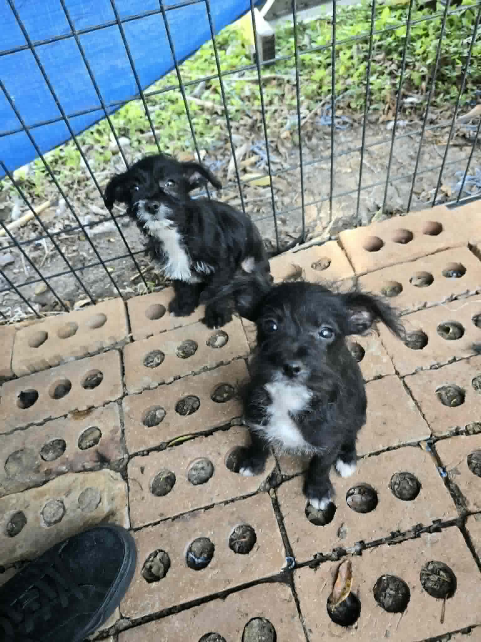 Enlarge Taylor, a Adoptable mixed breed in Warrenton, VA image 4/4