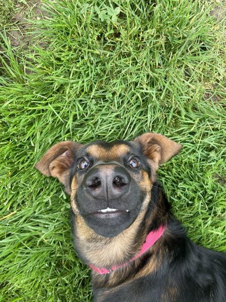 Enlarge Charlotte 306860, a Adoptable mixed breed in Petaluma, CA image 1/2