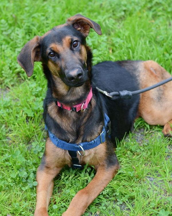 Enlarge Charlotte 306860, a Adoptable mixed breed in Petaluma, CA image 2/2
