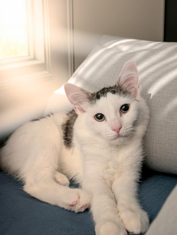 Adaine, Adoptable, Kitten Female Domestic Short Hair.