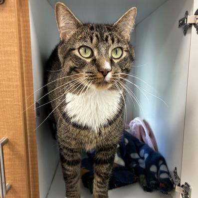 Raymond, Adoptable, Adult Male Domestic Short Hair.