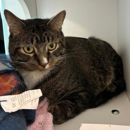 Enlarge Raymond, a Adoptable Domestic Short Hair in Downers Grove, IL image 2/3