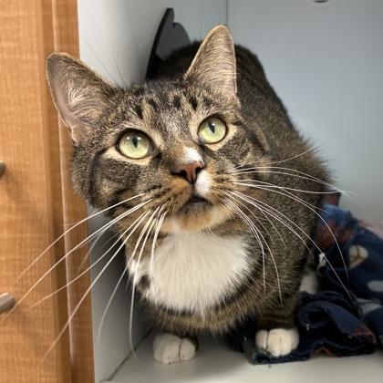 Enlarge Raymond, a Adoptable Domestic Short Hair in Downers Grove, IL image 3/3
