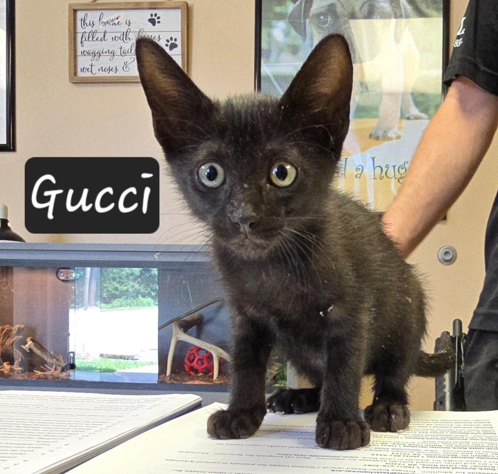 Gucci, Adoptable, Kitten Male Domestic Short Hair.