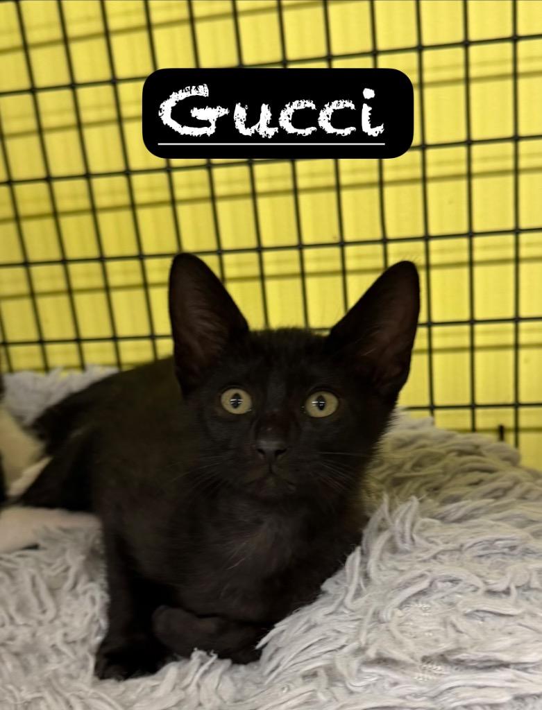 Gucci, a Adoptable mixed breed in Maumelle, AR image 2/2