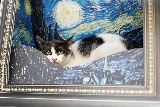 Enlarge CLOVE, a Adoptable Domestic Short Hair in Belleville, IL image 1/1