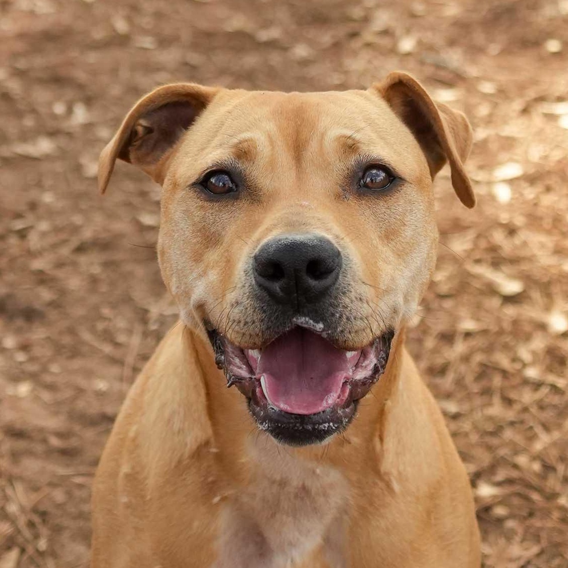 Enlarge Summer 57671, a ADOPTABLE mixed breed in Aiken, SC image 1/1