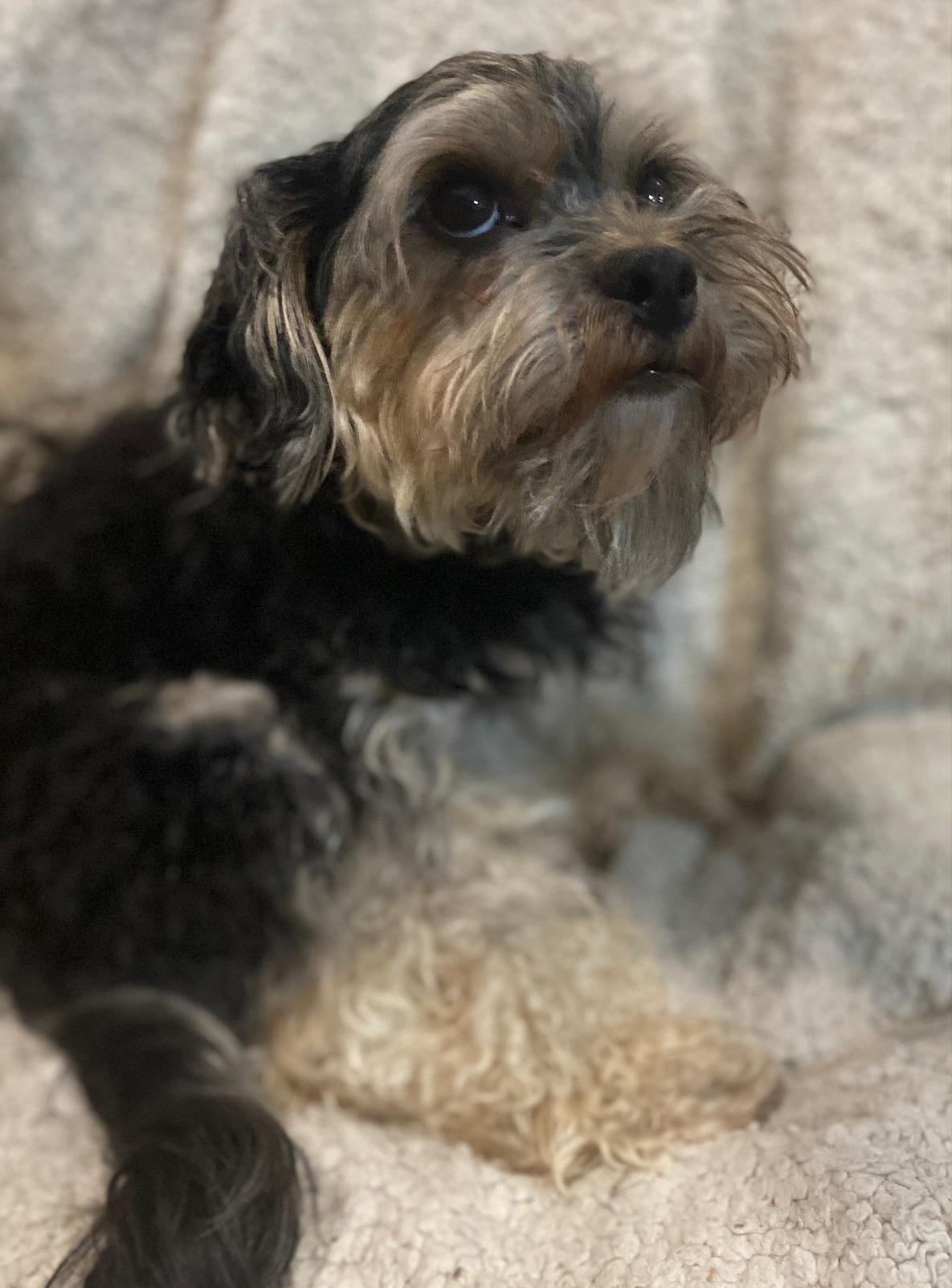 Hansel, a Adoptable mixed breed in Calgary, AB image 3/3