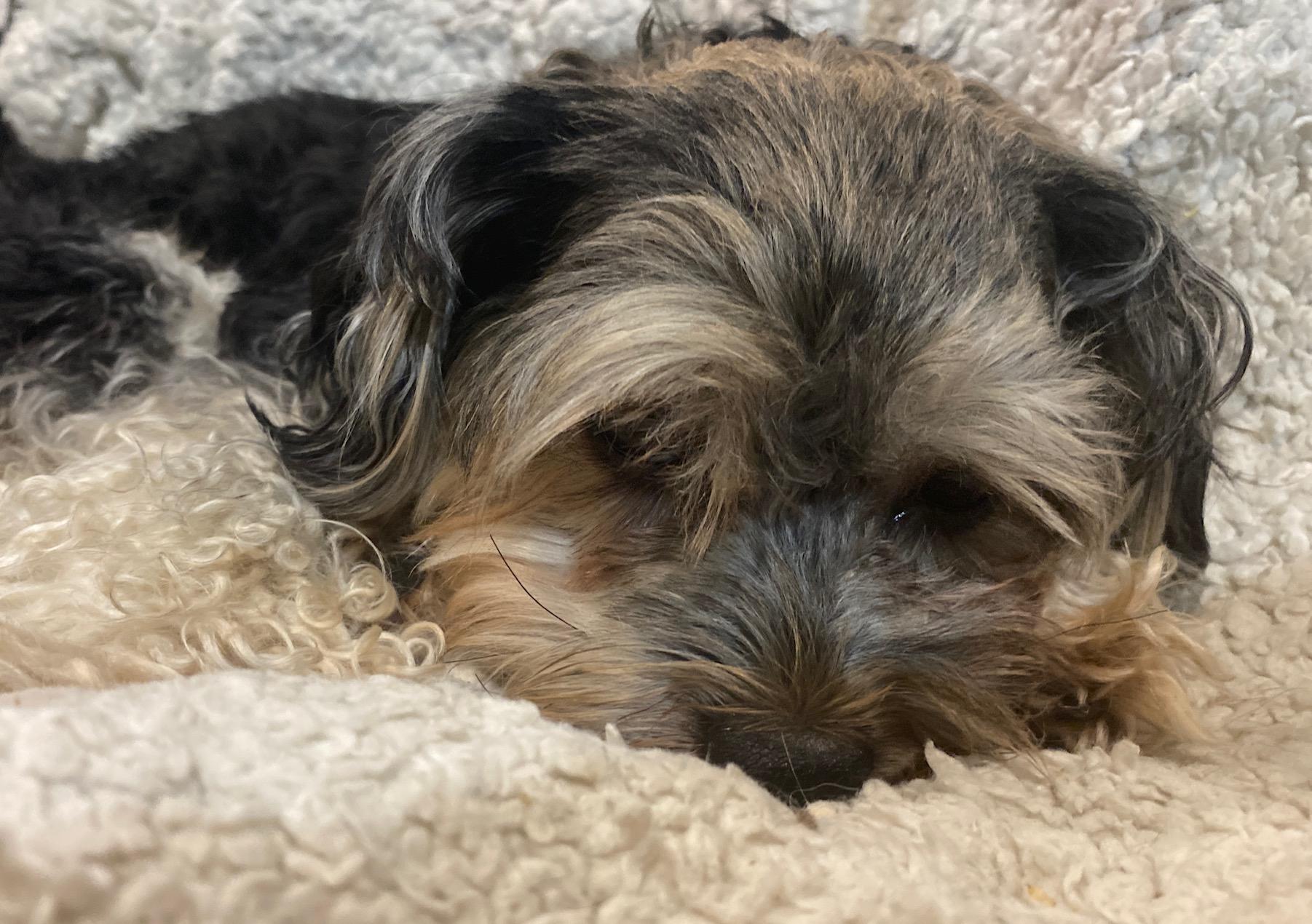 Hansel, a Adoptable mixed breed in Calgary, AB image 2/3