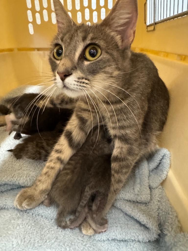 Earl, Adoptable, Adult Female Domestic Medium Hair.