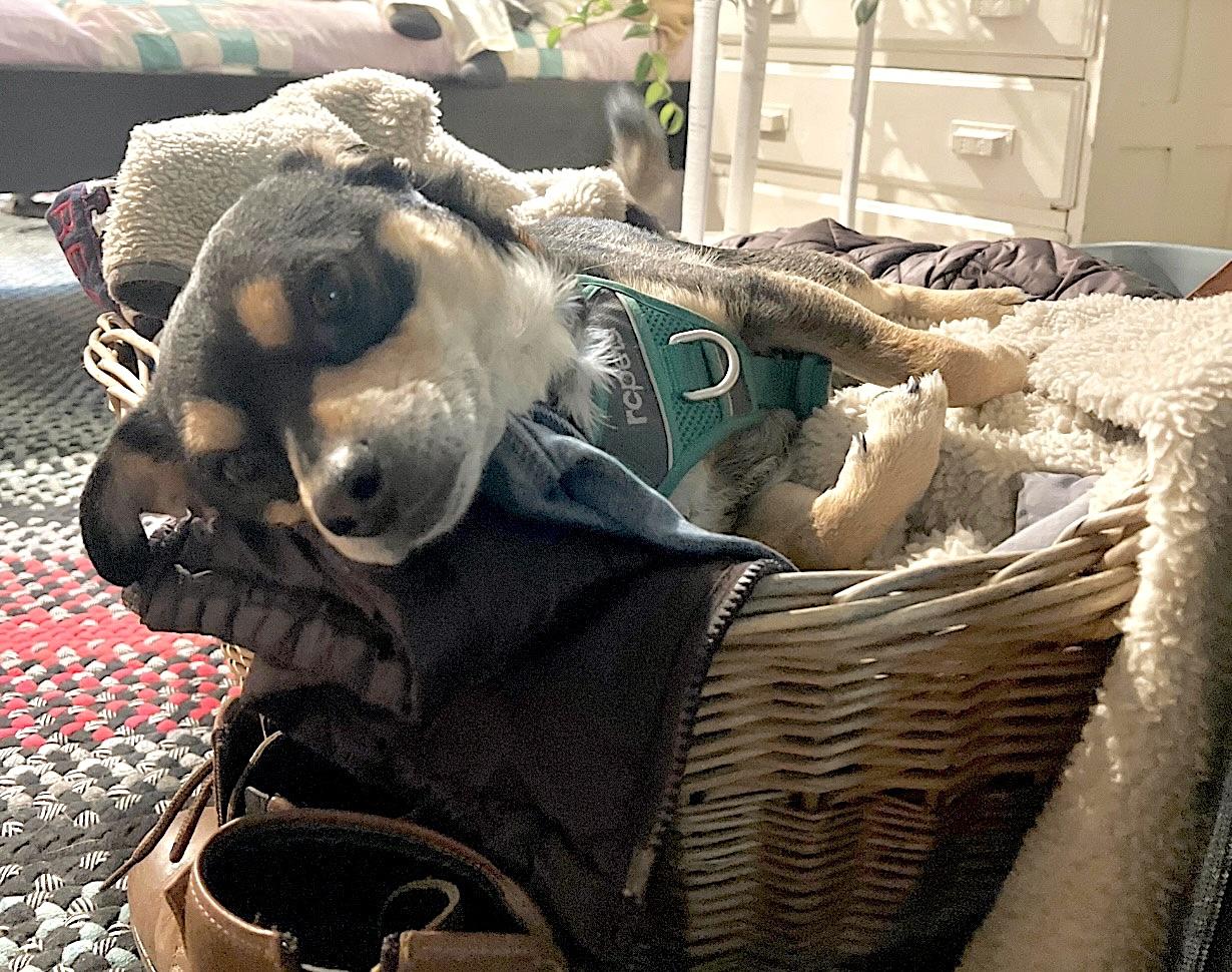 Toby, adoptable, Adult Male Chihuahua.