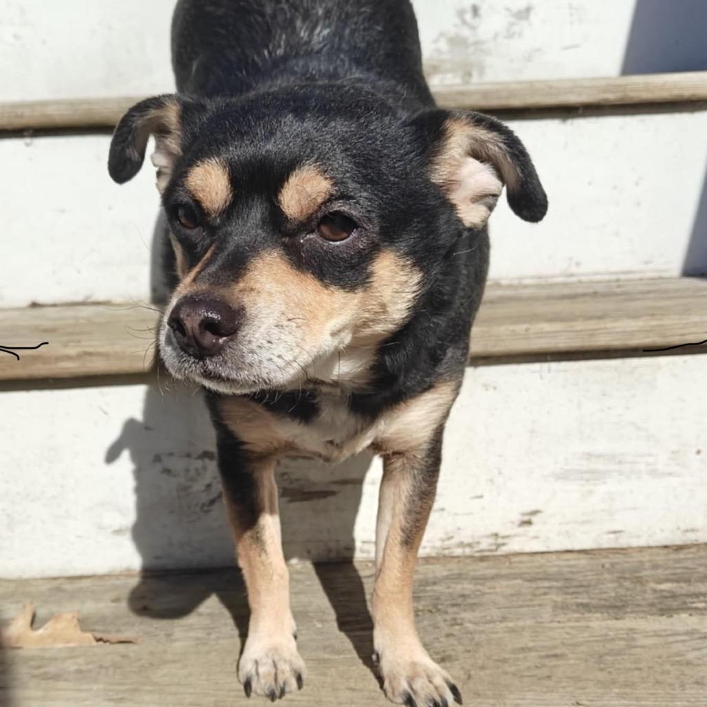 Toby, an adoptable mixed breed in Millbury, MA image 6/6
