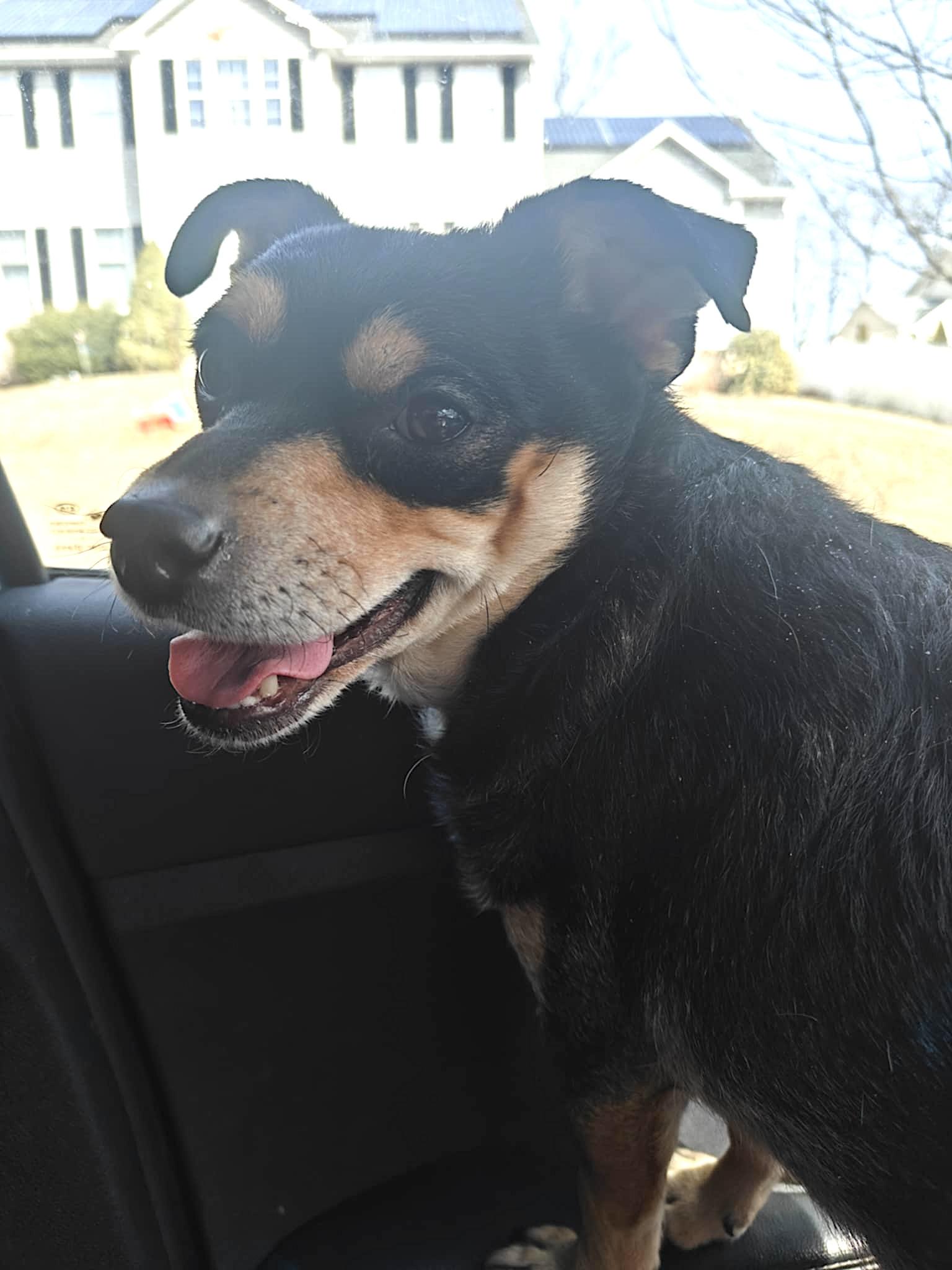 Toby, an adoptable mixed breed in Millbury, MA image 5/6