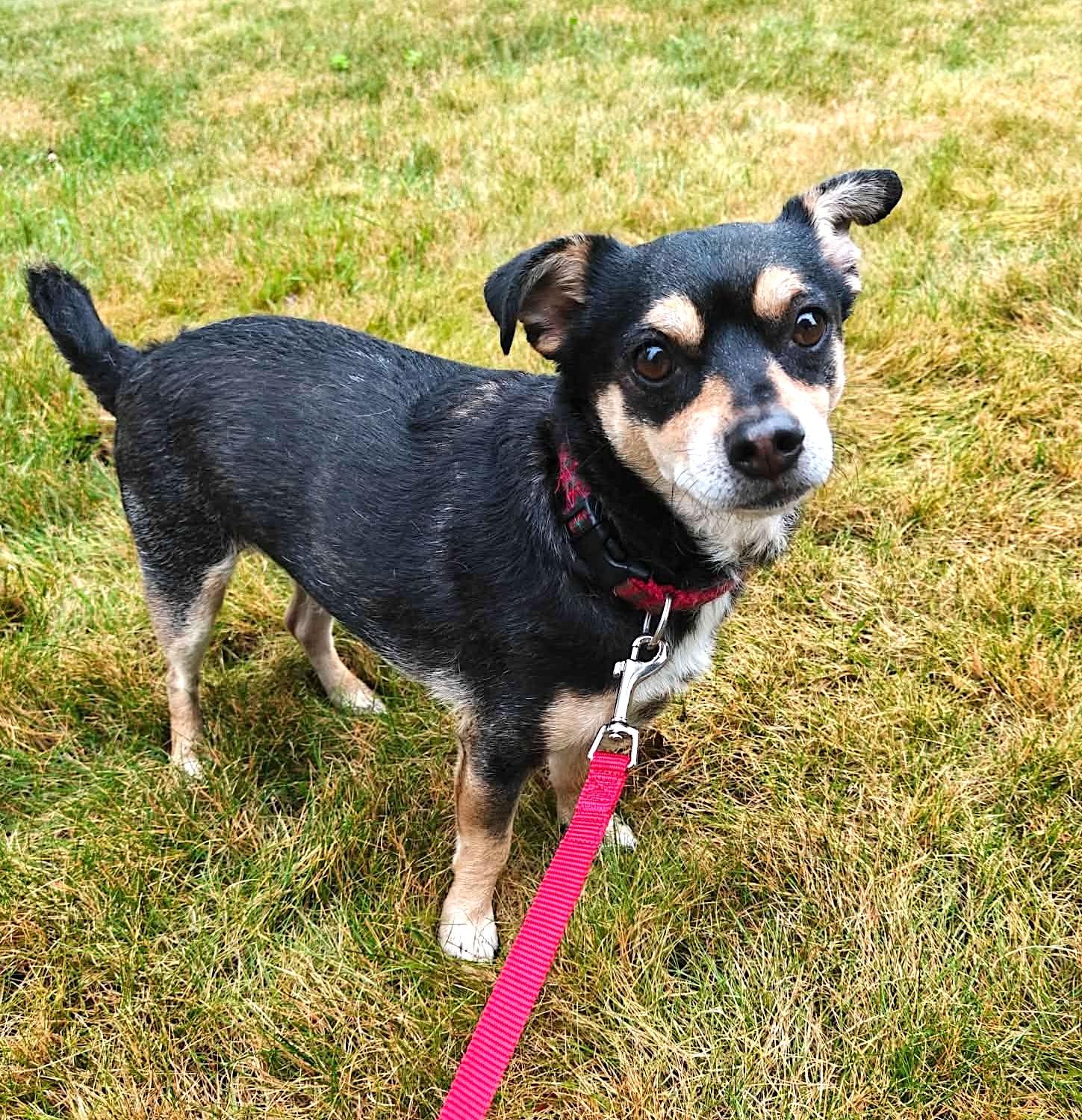 Toby, adoptable, Adult Male Chihuahua.