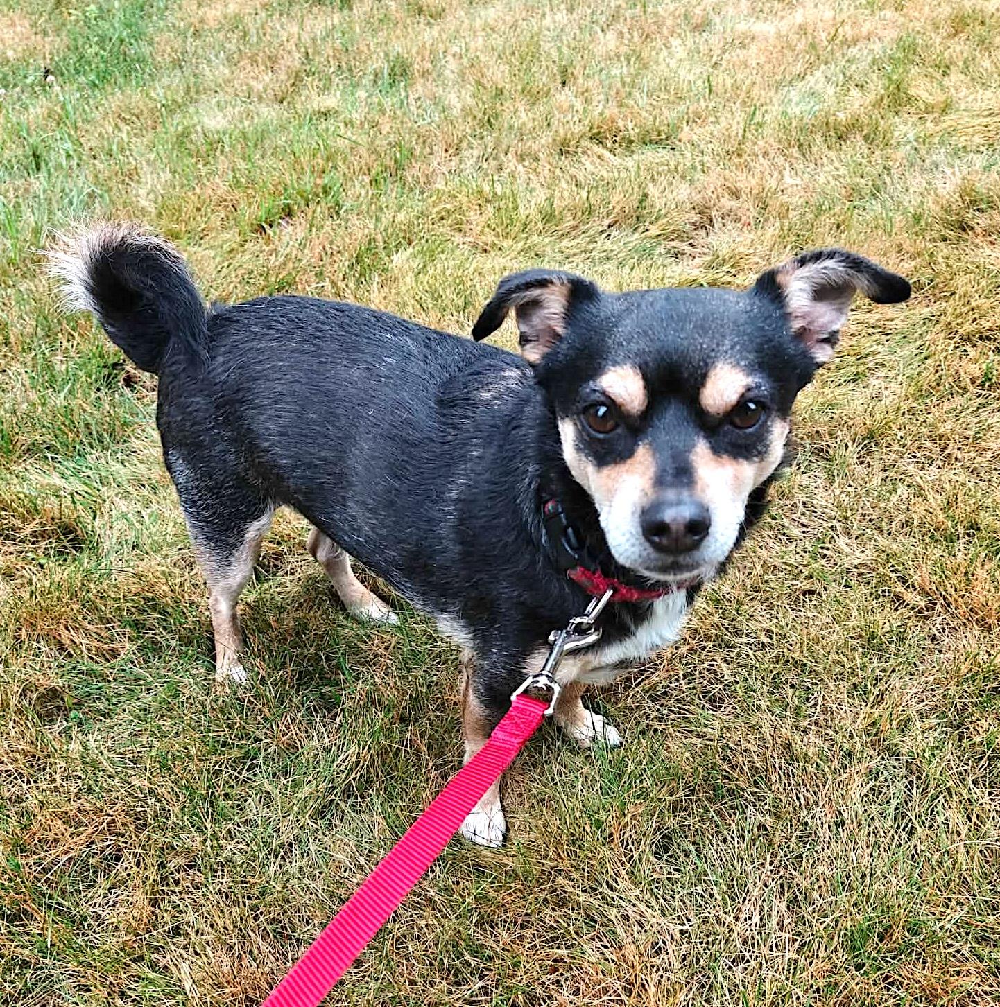 Toby, an adoptable mixed breed in Groton, MA image 2/6