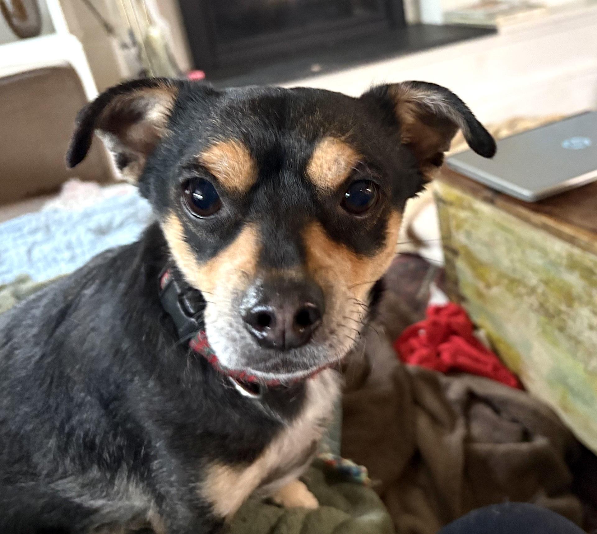 Toby, an adoptable mixed breed in Millbury, MA image 1/6