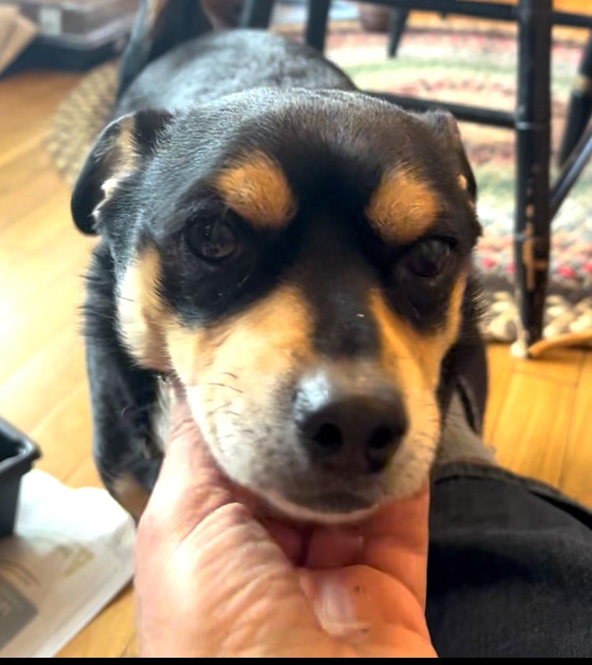 Toby, an adoptable mixed breed in Millbury, MA image 2/6