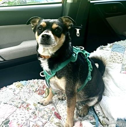 Toby, adoptable, Adult Male Chihuahua.