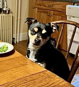 Enlarge Toby, an adoptable mixed breed in Groton, MA image 3/6