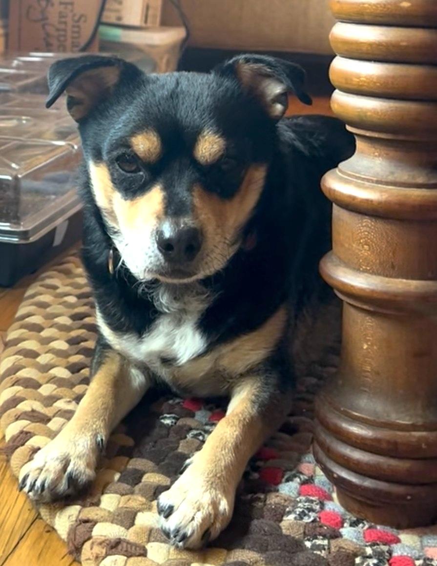 Toby, an adoptable mixed breed in Millbury, MA image 3/6