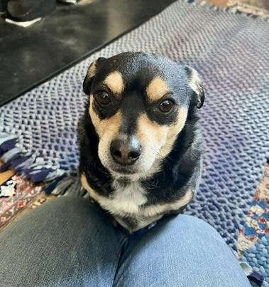 Enlarge Toby, an adoptable mixed breed in Groton, MA image 2/6
