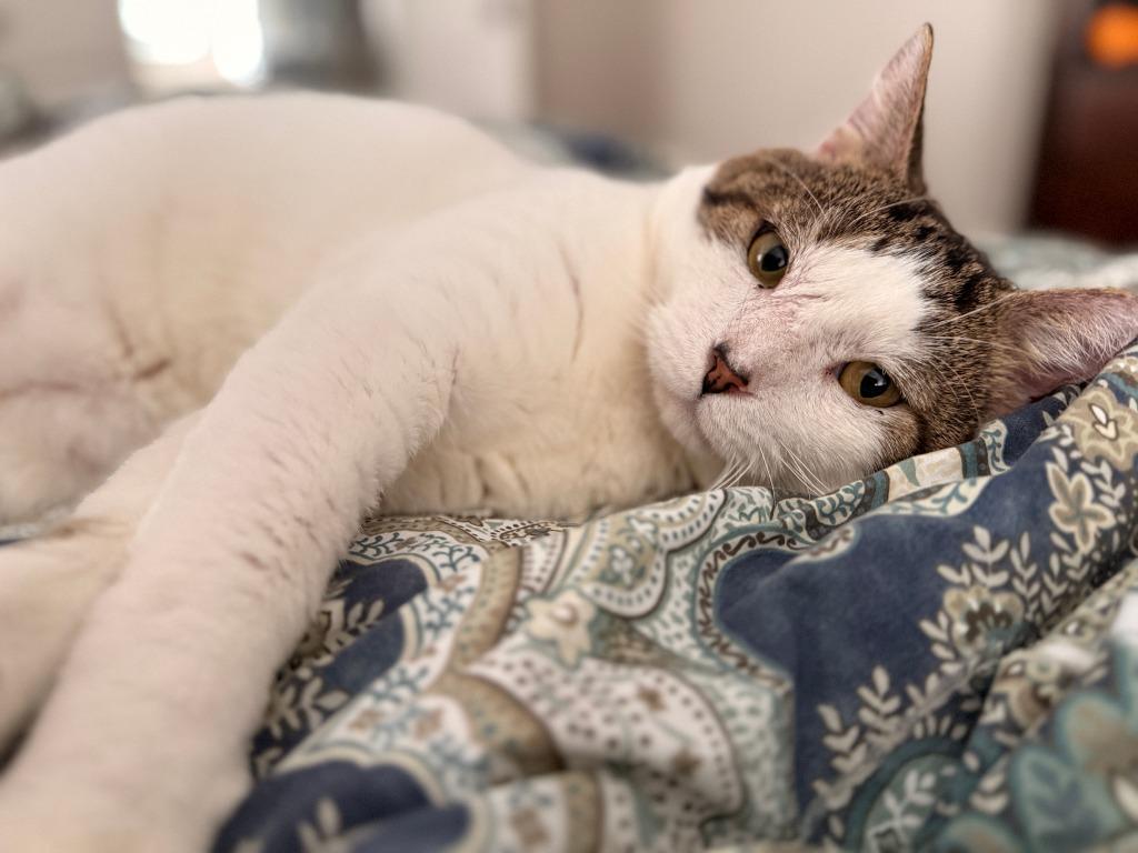 Arnold, Adoptable, Adult Male Tabby.
