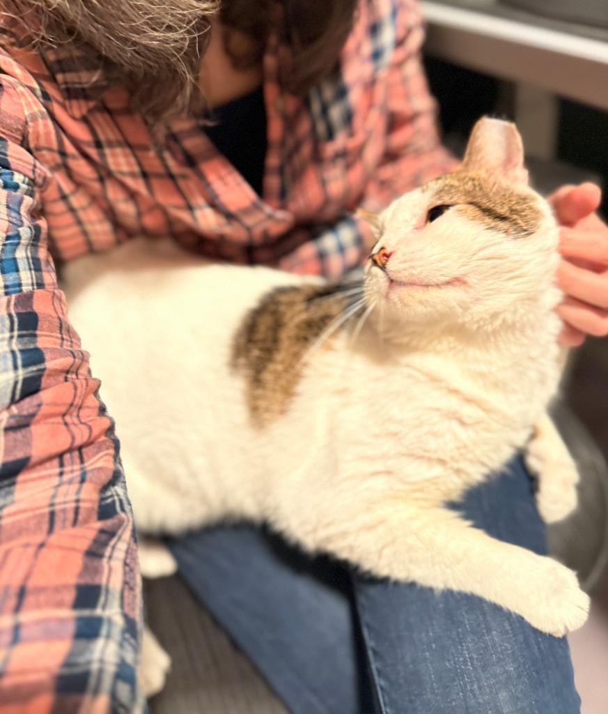 Arnold, a Adoptable Tabby in San Antonio, TX image 2/3