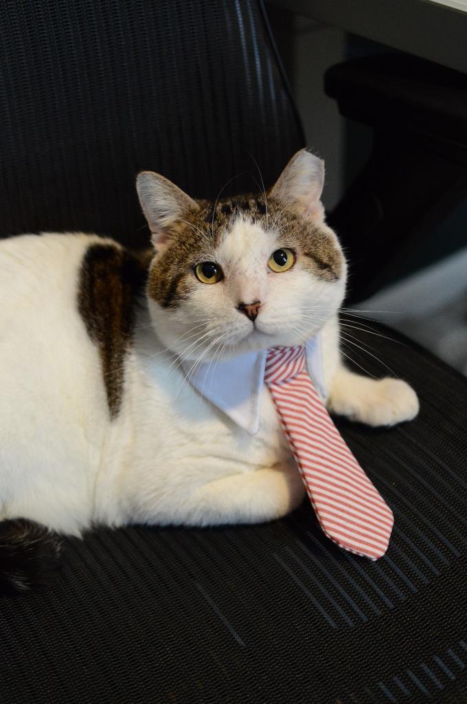 Arnold, a Adoptable Tabby in San Antonio, TX image 3/3