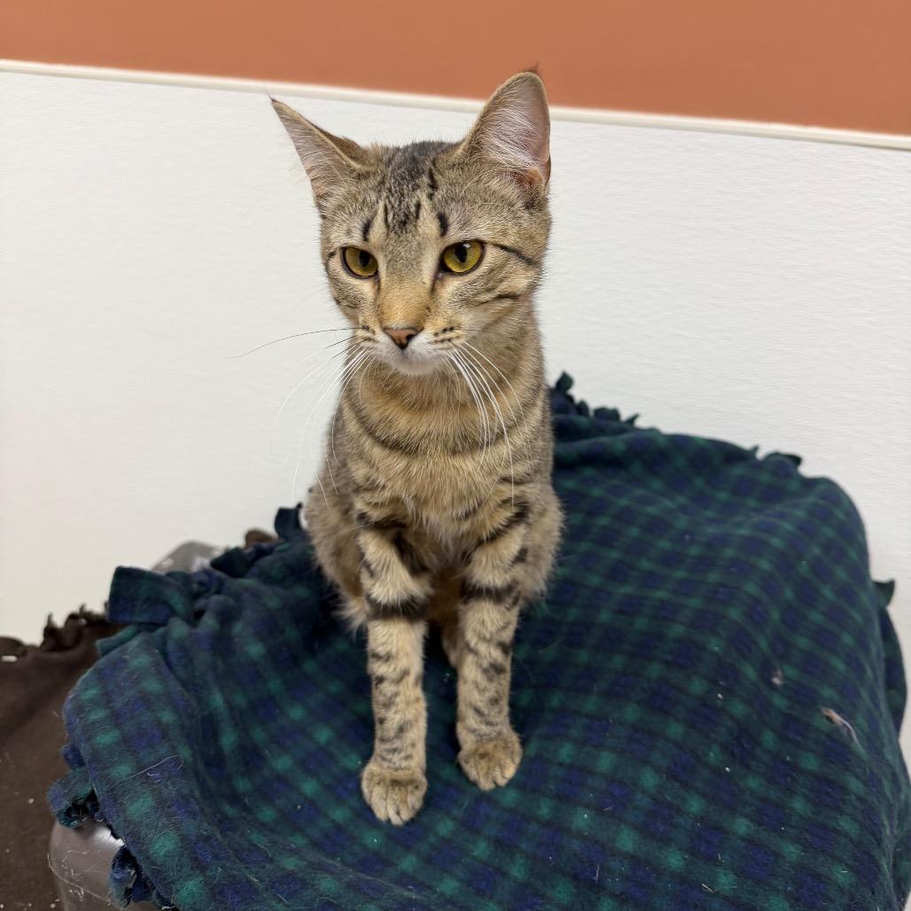 Enlarge Antonella, a Adoptable Domestic Short Hair in Detroit Lakes, MN image 1/1