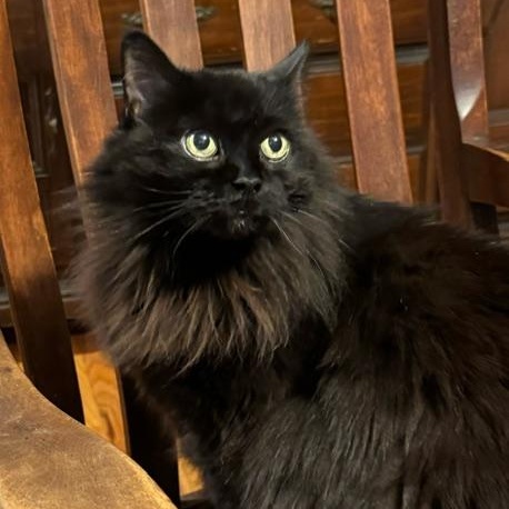 Velvet, ADOPTABLE, Adult Female Domestic Medium Hair.