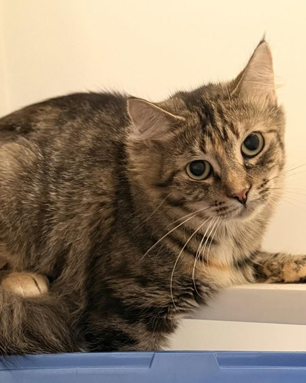 Rabbit, Adoptable, Adult Female Domestic Short Hair.
