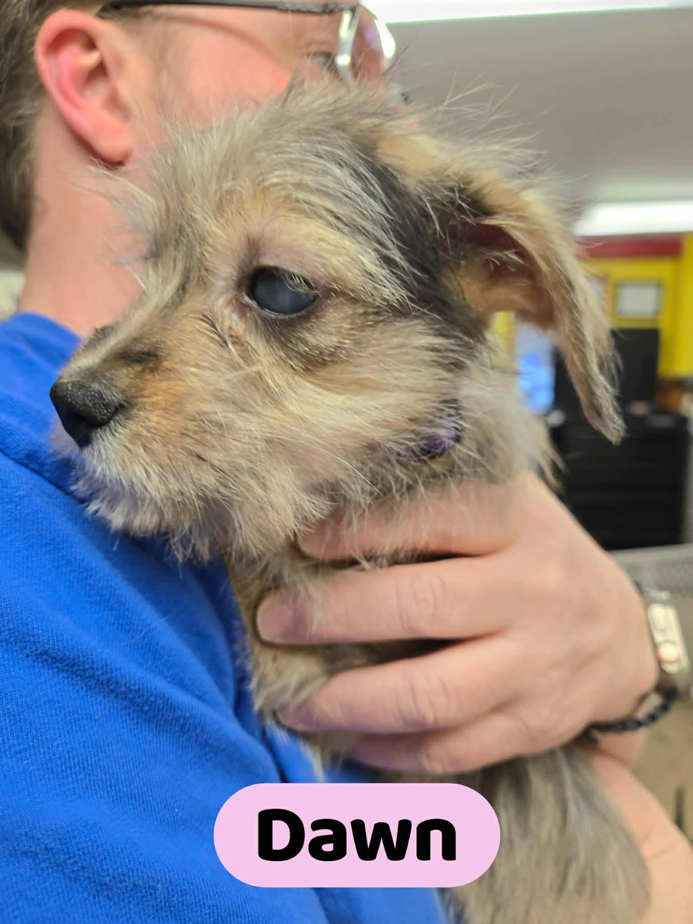 Enlarge Dawn, an adoptable mixed breed in North Olmsted, OH image 3/3