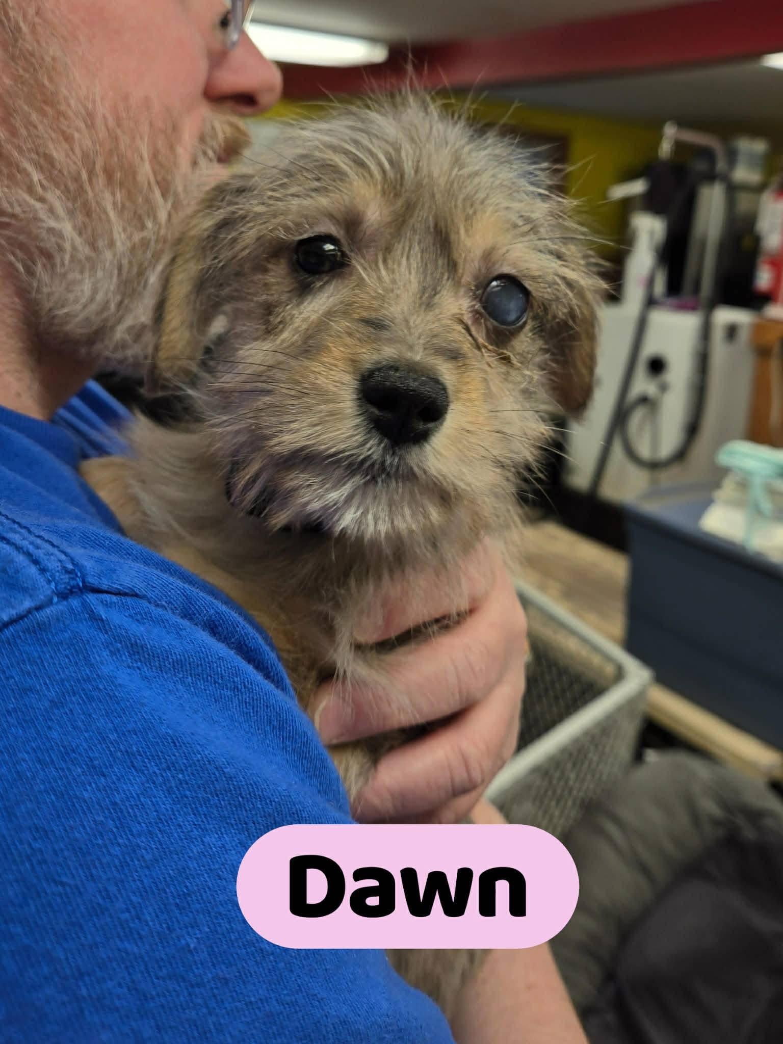 Enlarge Dawn, an adoptable mixed breed in North Olmsted, OH image 1/3