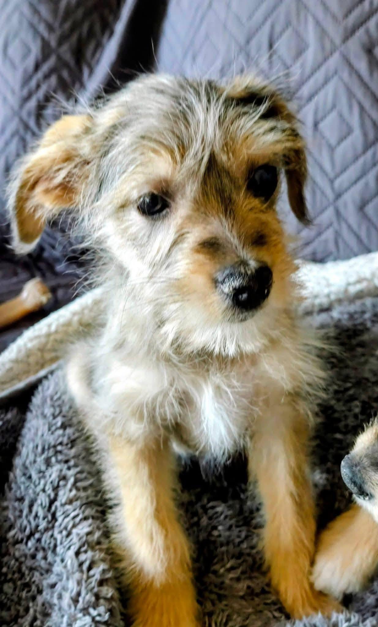 Enlarge Dawn, an adoptable mixed breed in North Olmsted, OH image 2/3