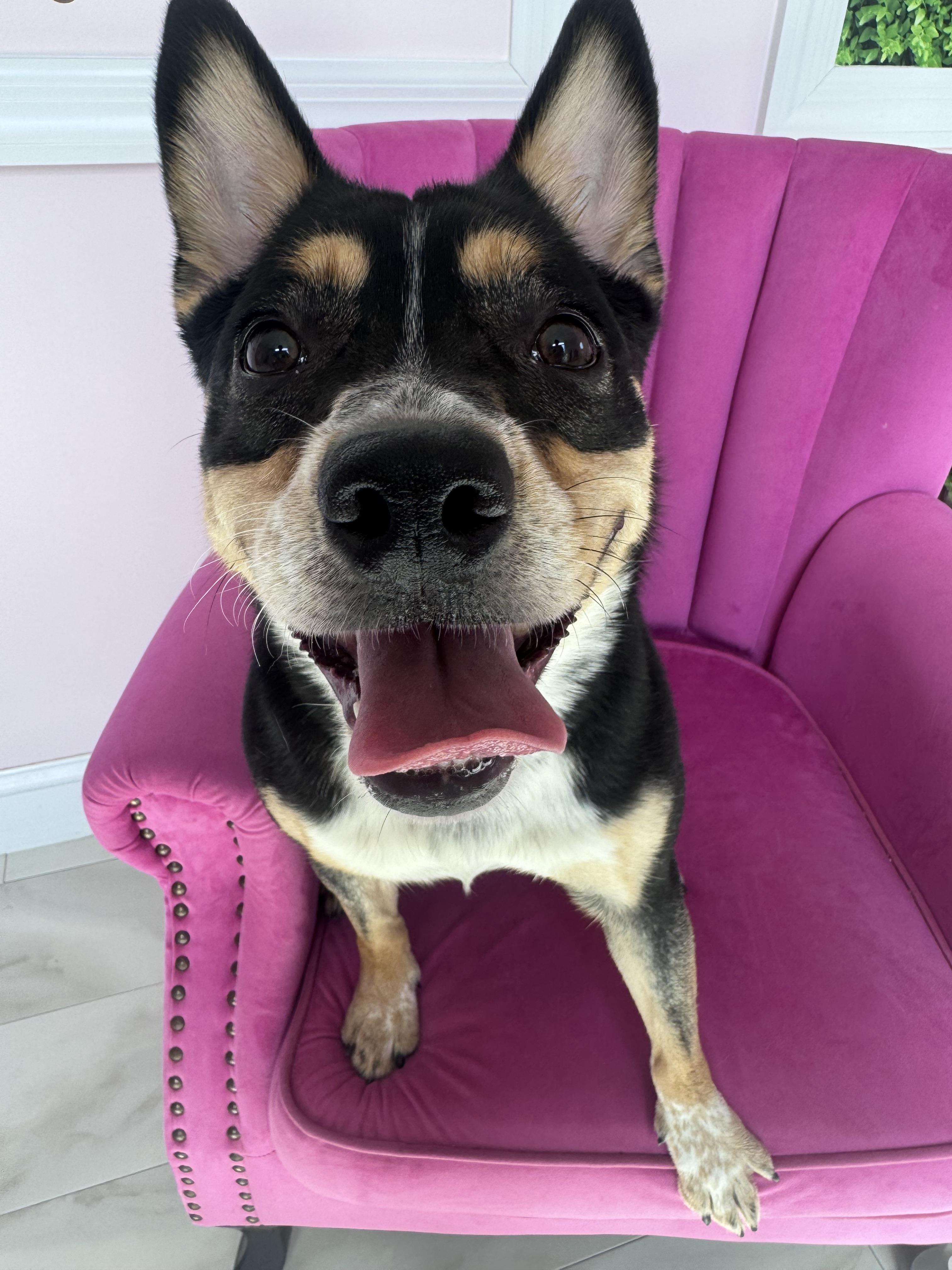 Ritz , ADOPTABLE, Young Female Corgi & Cattle Dog.