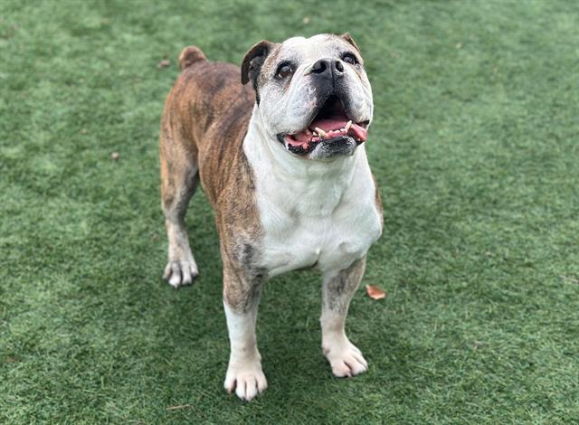 Enlarge SOURDOUGH SAM, a Adoptable mixed breed in Santa Clara, CA image 1/1