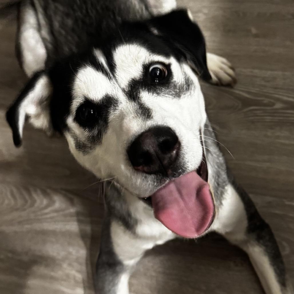 Luna, Adoptable, Adult Female Husky & Cane Corso.