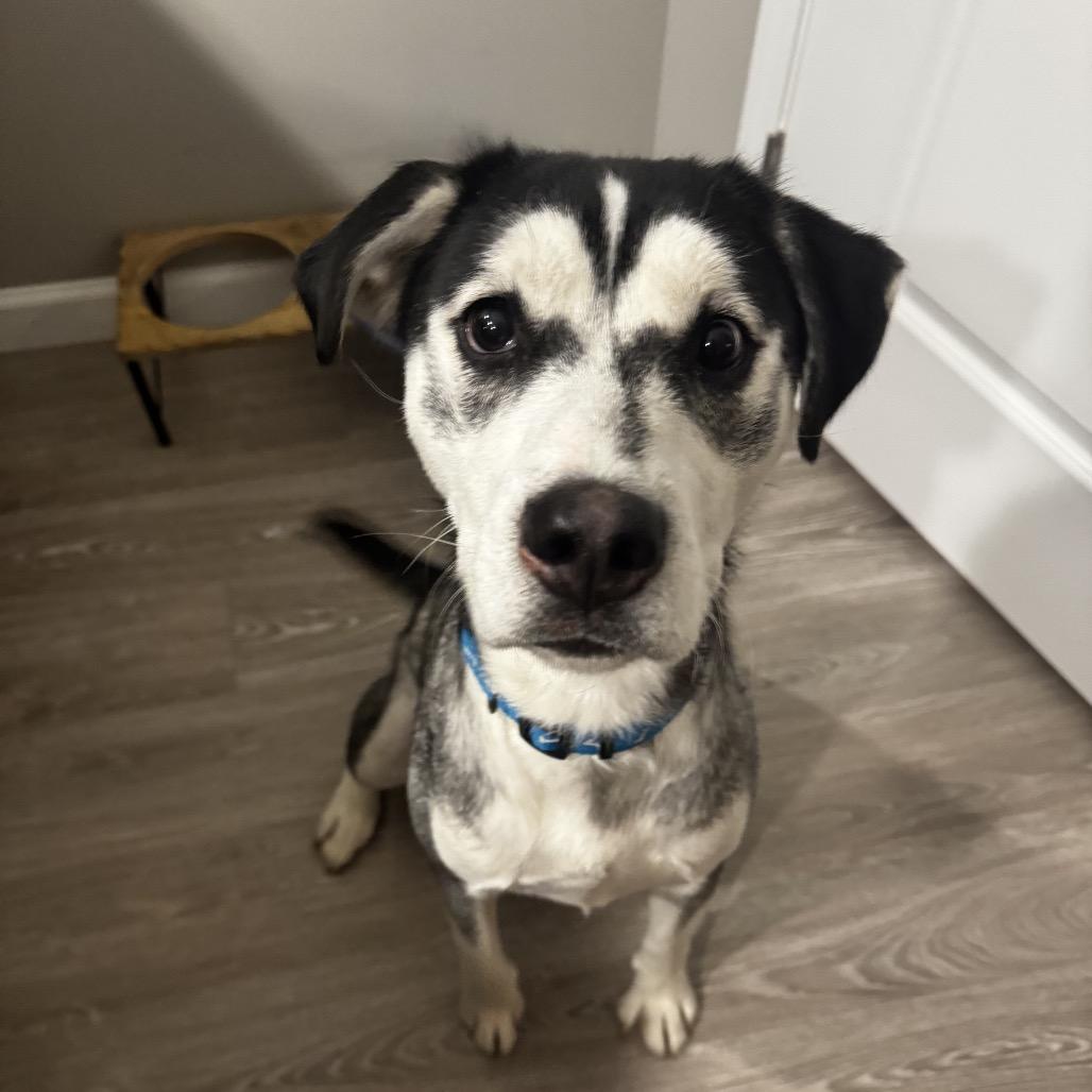 Enlarge Luna, a Adoptable mixed breed in Greenfield, IN image 2/2