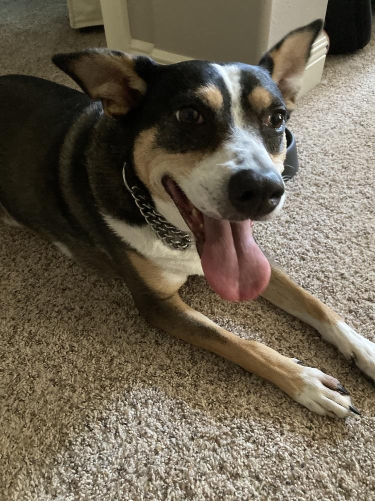 Broono, Adoptable, Senior Male Beagle.