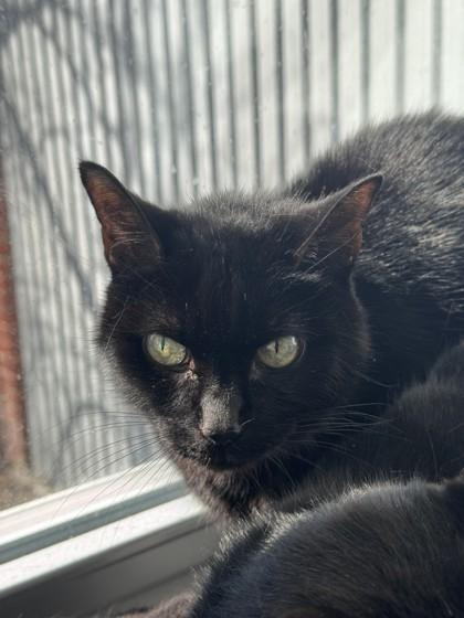 Choupette, Adoptable, Senior Female Domestic Short Hair & Domestic Short Hair.