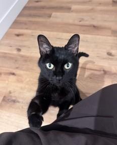 Enlarge Choupette, a Adoptable mixed breed in Montreal, QC image 2/3