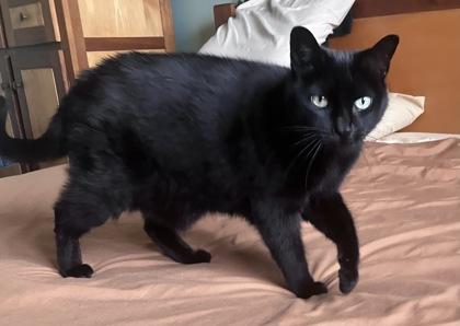 Enlarge Choupette, a Adoptable mixed breed in Montreal, QC image 3/3