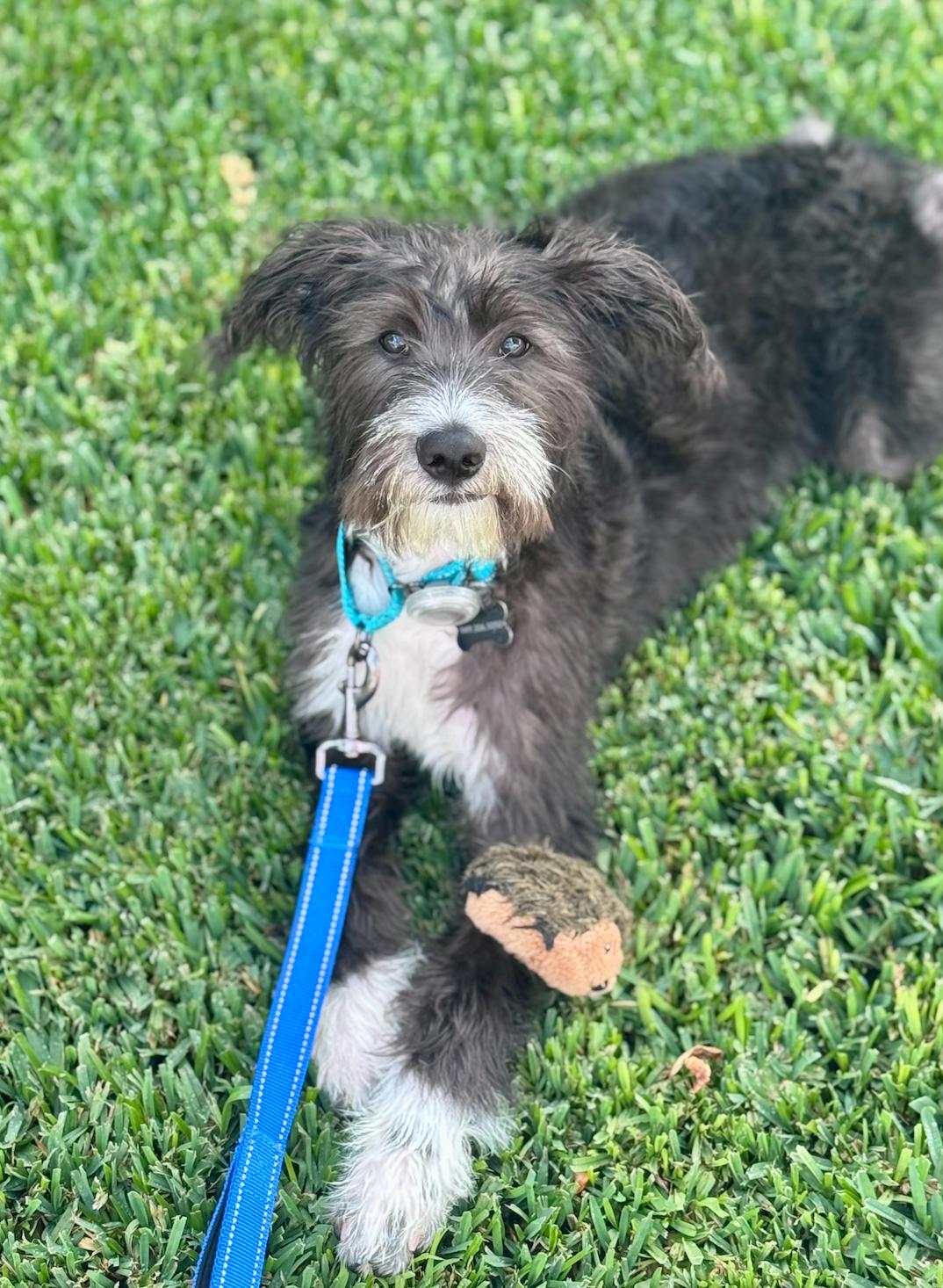 Leo, Adopted, Puppy Male Standard Poodle & Airedale Terrier.