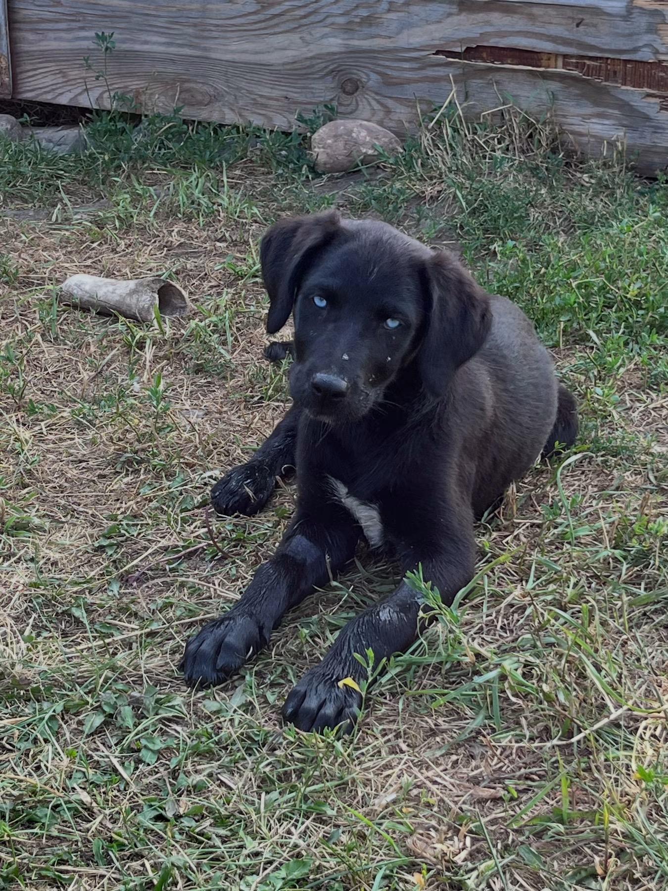 Barbie, an adopted mixed breed in Saskatoon, SK image 2/3