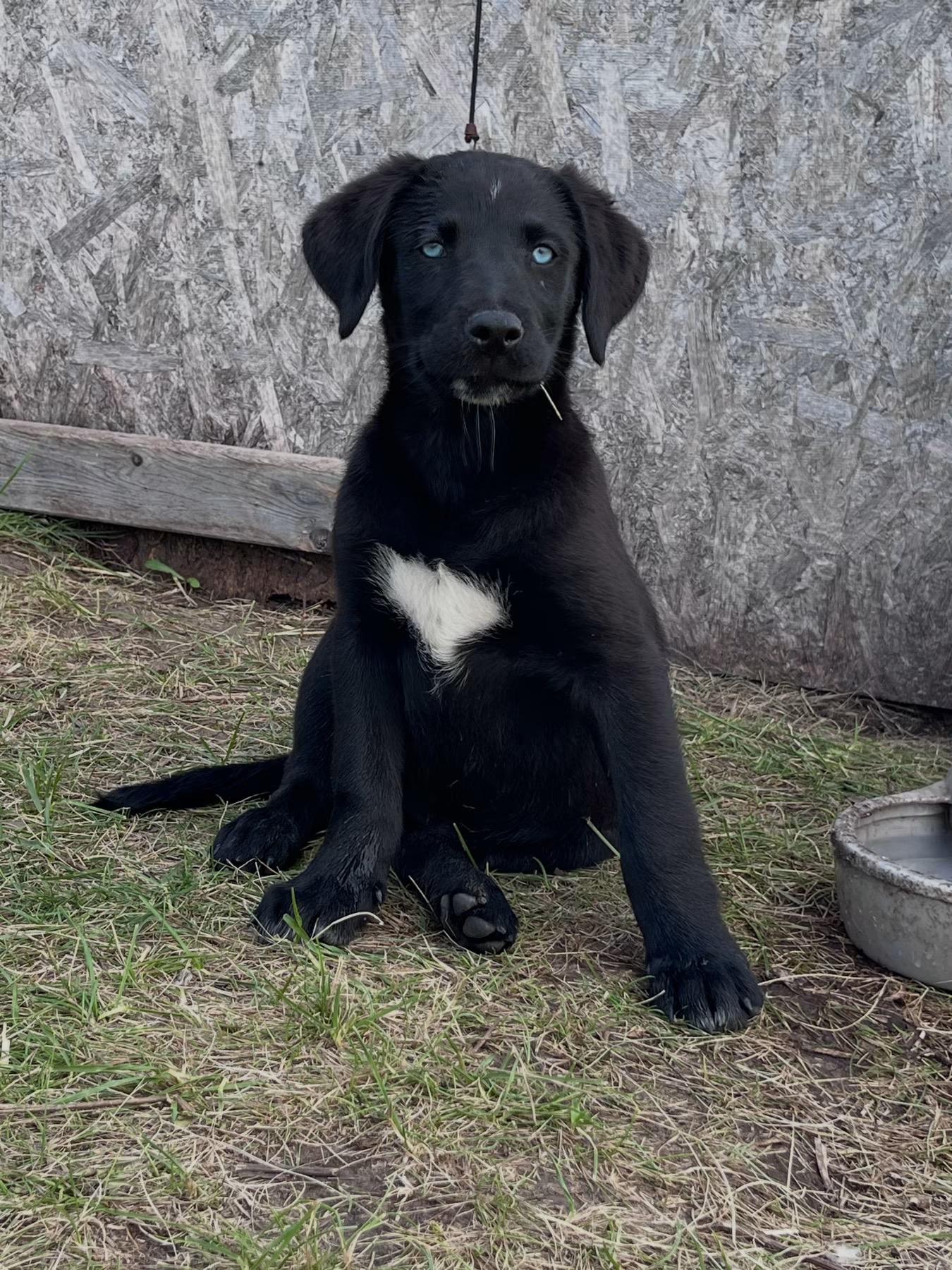 Barbie, an adopted mixed breed in Saskatoon, SK image 3/3