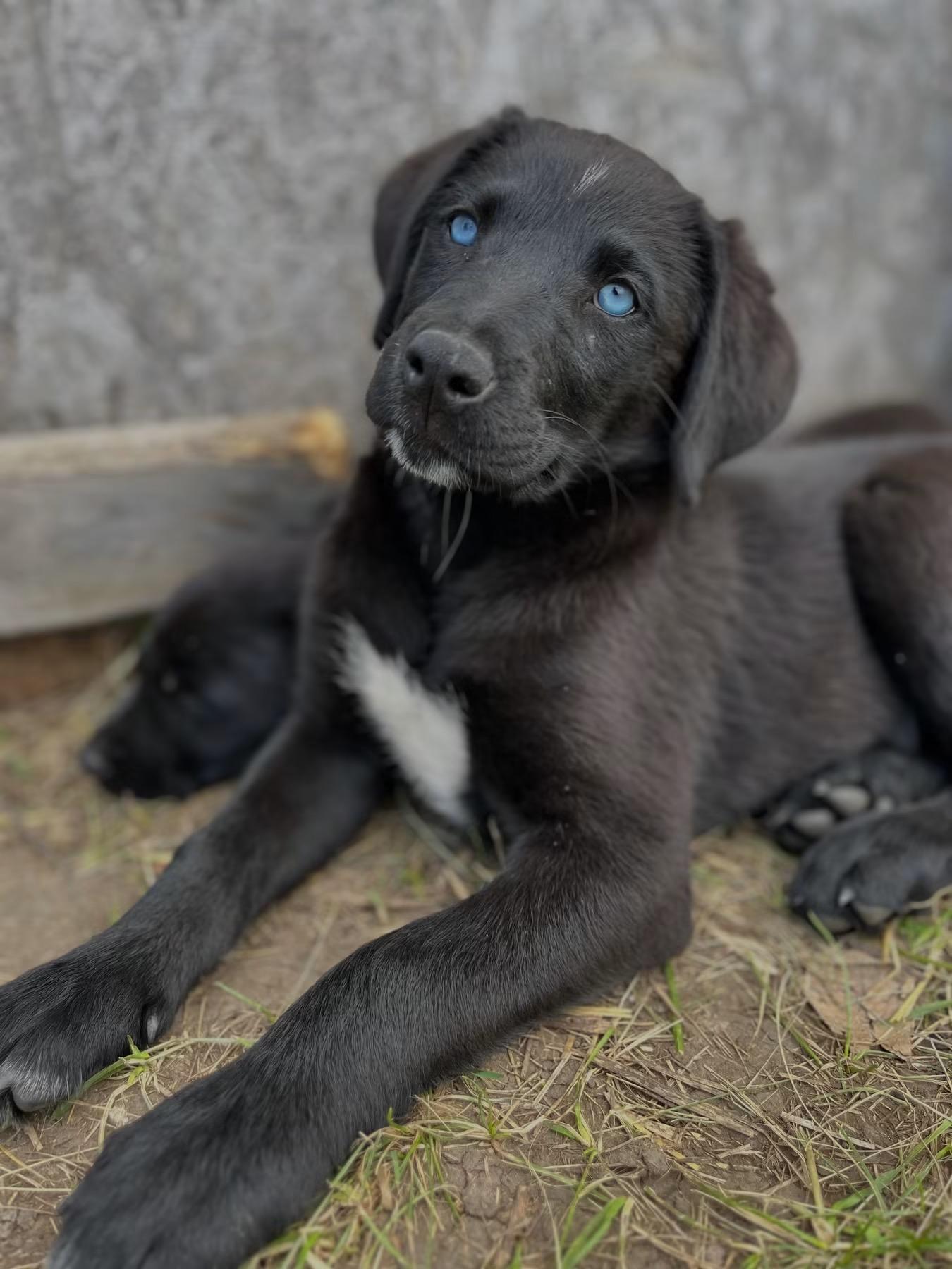 Barbie, an adopted mixed breed in Saskatoon, SK image 1/3