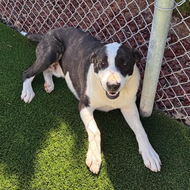 PLUTO, Adoptable, Young Male Labrador Retriever & Mixed Breed.
