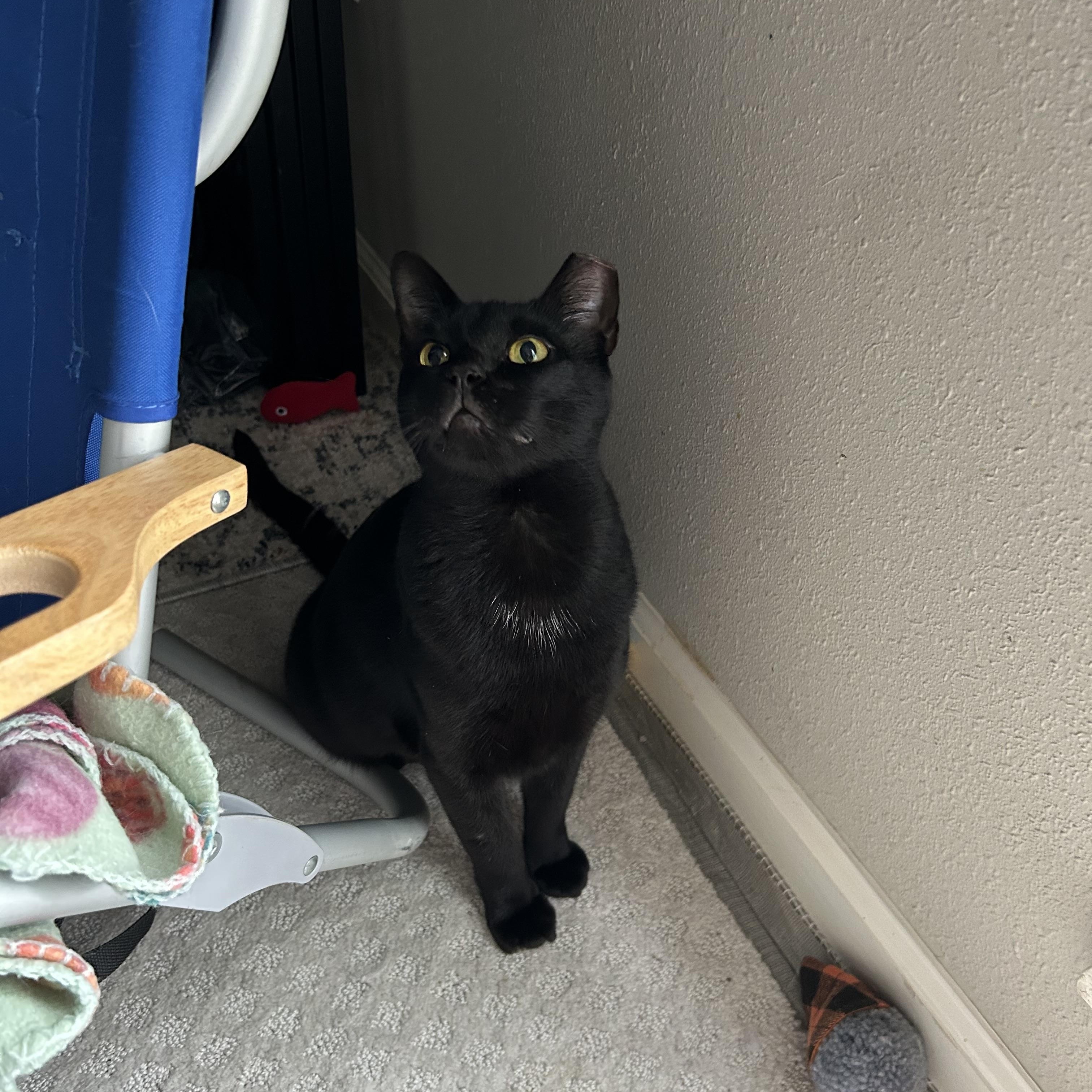 Enlarge Tofu, a Adoptable Domestic Short Hair in Webster, TX image 4/5